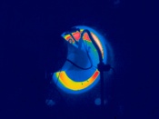 Wärmebildkamera Thermografie Bild
