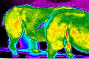 Schwangerschaftstest bei einem Nashorn mit einer Infrarotkamera Schwangerschaftstest bei einem Nashorn mit einer Wärmebildkamera